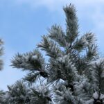 29.11.2020. Zima w Górach Świętokrzyskich / Robert Felczak / Radio Kielce