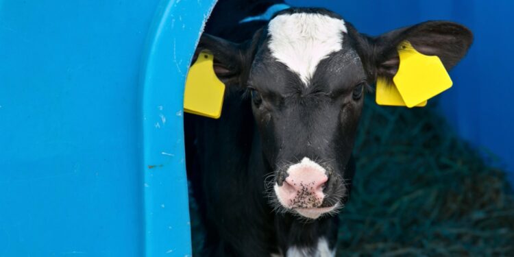 RADIO OLSZTYN. Wiózł pięć cieląt w samochodzie osobowym. Właściciel zwierząt ukarany mandatem - Radio Kielce Radio Olsztyn
