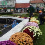 03.11.2020. Jędrzejów. Chryzantemy na Rynku / Ewa Pociejowska-Gawęda / Radio Kielce