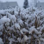 29.11.2020. Kielce. Zima w Kielcach / Piotr Kwaśniewski / Radio Kielce