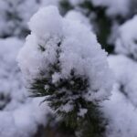 29.11.2020. Kielce. Zima w Kielcach / Piotr Kwaśniewski / Radio Kielce