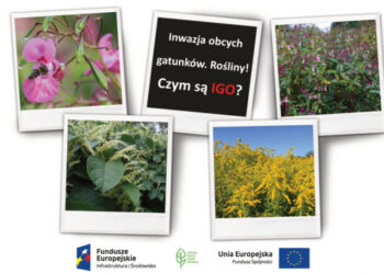 Inwazja obcych gatunków! - Radio Kielce