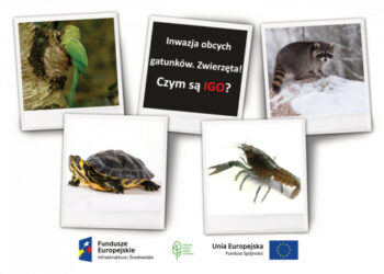 Inwazja obcych gatunków! - Radio Kielce