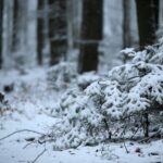 29.11.2020. Świętokrzyski Park Narodowy w zimowej szacie / Robert Felczak / Radio Kielce