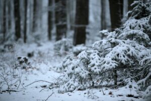 29.11.2020. Świętokrzyski Park Narodowy w zimowej szacie / Robert Felczak / Radio Kielce