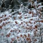 29.11.2020. Świętokrzyski Park Narodowy w zimowej szacie / Robert Felczak / Radio Kielce