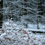29.11.2020. Świętokrzyski Park Narodowy w zimowej szacie / Robert Felczak / Radio Kielce
