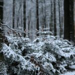 29.11.2020. Świętokrzyski Park Narodowy w zimowej szacie / Robert Felczak / Radio Kielce