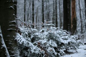 29.11.2020. Świętokrzyski Park Narodowy w zimowej szacie / Robert Felczak / Radio Kielce