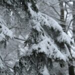 29.11.2020. Świętokrzyski Park Narodowy w zimowej szacie / Robert Felczak / Radio Kielce