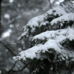 29.11.2020. Świętokrzyski Park Narodowy w zimowej szacie / Robert Felczak / Radio Kielce