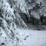 29.11.2020. Świętokrzyski Park Narodowy w zimowej szacie / Robert Felczak / Radio Kielce