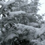 29.11.2020. Świętokrzyski Park Narodowy w zimowej szacie / Robert Felczak / Radio Kielce