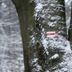 29.11.2020. Świętokrzyski Park Narodowy w zimowej szacie / Robert Felczak / Radio Kielce