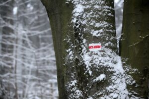 29.11.2020. Świętokrzyski Park Narodowy w zimowej szacie / Robert Felczak / Radio Kielce