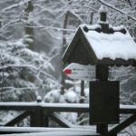 29.11.2020. Świętokrzyski Park Narodowy w zimowej szacie / Robert Felczak / Radio Kielce