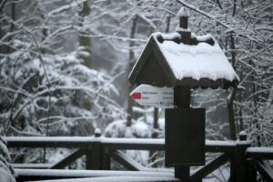 29.11.2020. Świętokrzyski Park Narodowy w zimowej szacie / Robert Felczak / Radio Kielce