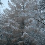 29.11.2020. Świętokrzyski Park Narodowy w zimowej szacie / Robert Felczak / Radio Kielce