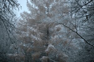 29.11.2020. Świętokrzyski Park Narodowy w zimowej szacie / Robert Felczak / Radio Kielce