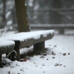 29.11.2020. Świętokrzyski Park Narodowy w zimowej szacie / Robert Felczak / Radio Kielce