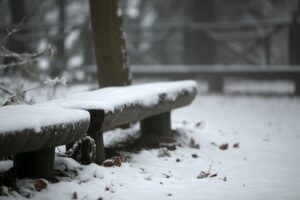 29.11.2020. Świętokrzyski Park Narodowy w zimowej szacie / Robert Felczak / Radio Kielce