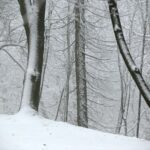 29.11.2020. Świętokrzyski Park Narodowy w zimowej szacie / Robert Felczak / Radio Kielce