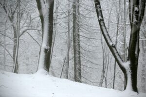 29.11.2020. Świętokrzyski Park Narodowy w zimowej szacie / Robert Felczak / Radio Kielce