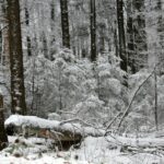 29.11.2020. Świętokrzyski Park Narodowy w zimowej szacie / Robert Felczak / Radio Kielce