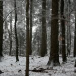 29.11.2020. Świętokrzyski Park Narodowy w zimowej szacie / Robert Felczak / Radio Kielce