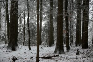 29.11.2020. Świętokrzyski Park Narodowy w zimowej szacie / Robert Felczak / Radio Kielce