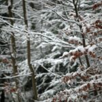 29.11.2020. Świętokrzyski Park Narodowy w zimowej szacie / Robert Felczak / Radio Kielce