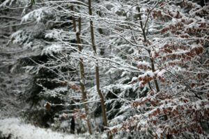 29.11.2020. Świętokrzyski Park Narodowy w zimowej szacie / Robert Felczak / Radio Kielce