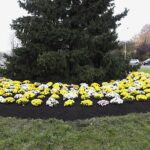 03.11.2020. Kielce. Chryzantemy na kieleckich ulicach / Jarosław Kubalski / Radio Kielce