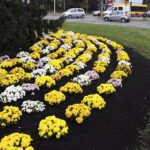 03.11.2020. Kielce. Chryzantemy na kieleckich ulicach / Jarosław Kubalski / Radio Kielce