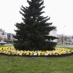 03.11.2020. Kielce. Chryzantemy na kieleckich ulicach / Jarosław Kubalski / Radio Kielce