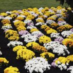 03.11.2020. Kielce. Chryzantemy na kieleckich ulicach / Jarosław Kubalski / Radio Kielce