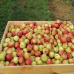 Obrazów. Jabłkobranie / Marcin Piwnik