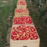 Obrazów. Jabłkobranie / Marcin Piwnik