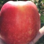 Obrazów. Jabłkobranie / Marcin Piwnik