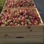 Obrazów. Jabłkobranie / Marcin Piwnik