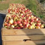 Obrazów. Jabłkobranie / Marcin Piwnik