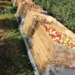 Obrazów. Jabłkobranie / Marcin Piwnik