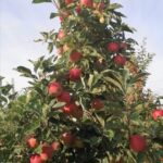 Obrazów. Jabłkobranie / Marcin Piwnik