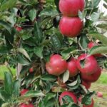 Obrazów. Jabłkobranie / Marcin Piwnik