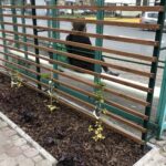 11.11.2020. Staszów. „Zielone przystanki” / Grażyna Szlęzak-Wójcik / Radio Kielce