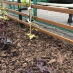 11.11.2020. Staszów. „Zielone przystanki” / Grażyna Szlęzak-Wójcik / Radio Kielce