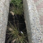 11.11.2020. Staszów. „Zielone przystanki” / Grażyna Szlęzak-Wójcik / Radio Kielce