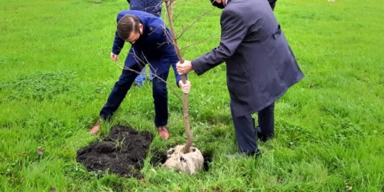 16.11.2020 Busko-Zdrój. Na zdjęciu (od lewej): Michał Maroński – zastępca burmistrza Buska i Waldemar Sikora – burmistrz Buska sadzą jedno z drzew miododajnych - klon tatarski / umig.busko.pl