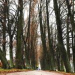 07.11.2020 Oblęgorek. Aleja lipowa / Jarosław Kubalski / Radio Kielce