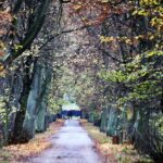 07.11.2020 Oblęgorek. Aleja lipowa / Jarosław Kubalski / Radio Kielce